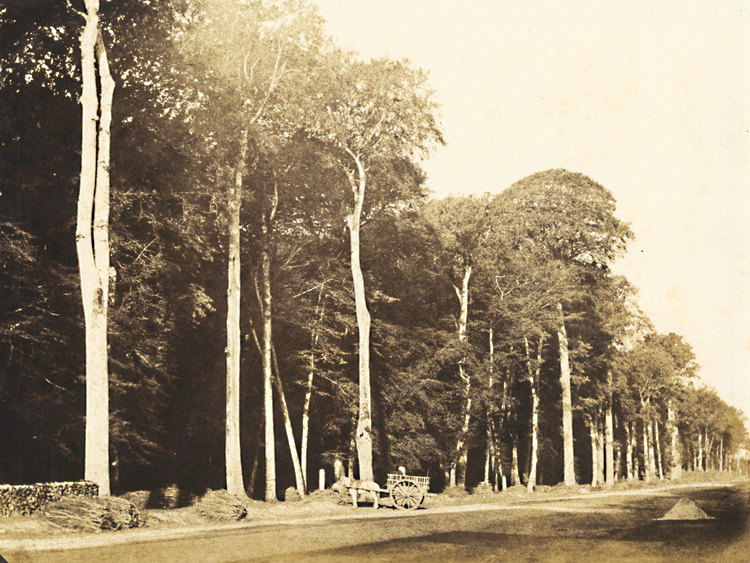 Gustave Le Gray - Horse and Cart, Forest of Fontainebleau Gustave Le Gray - Horse and Cart, Forest of Fontainebleau