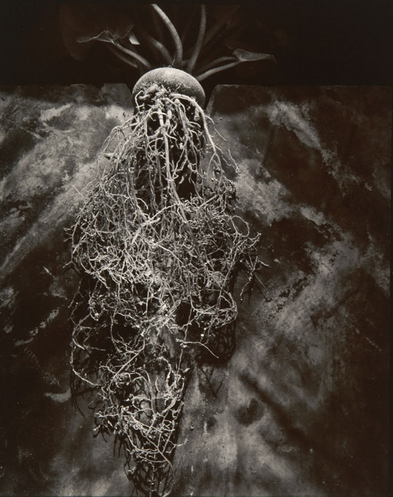 Olivia Parker - Cyclamen (from "Lost Objects portfolio)