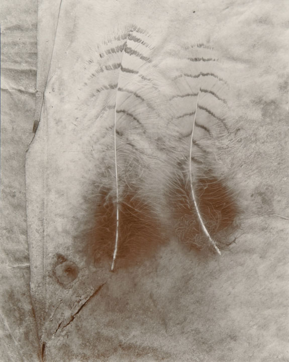 Olivia Parker - Two Feathers (from "Lost Objects portfolio)