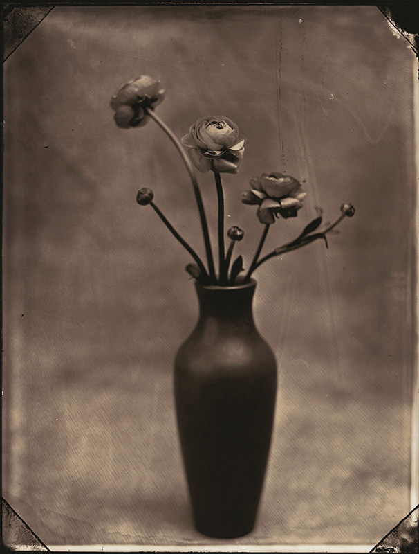 Tom Baril - Ranunculus Tom Baril - Ranunculus