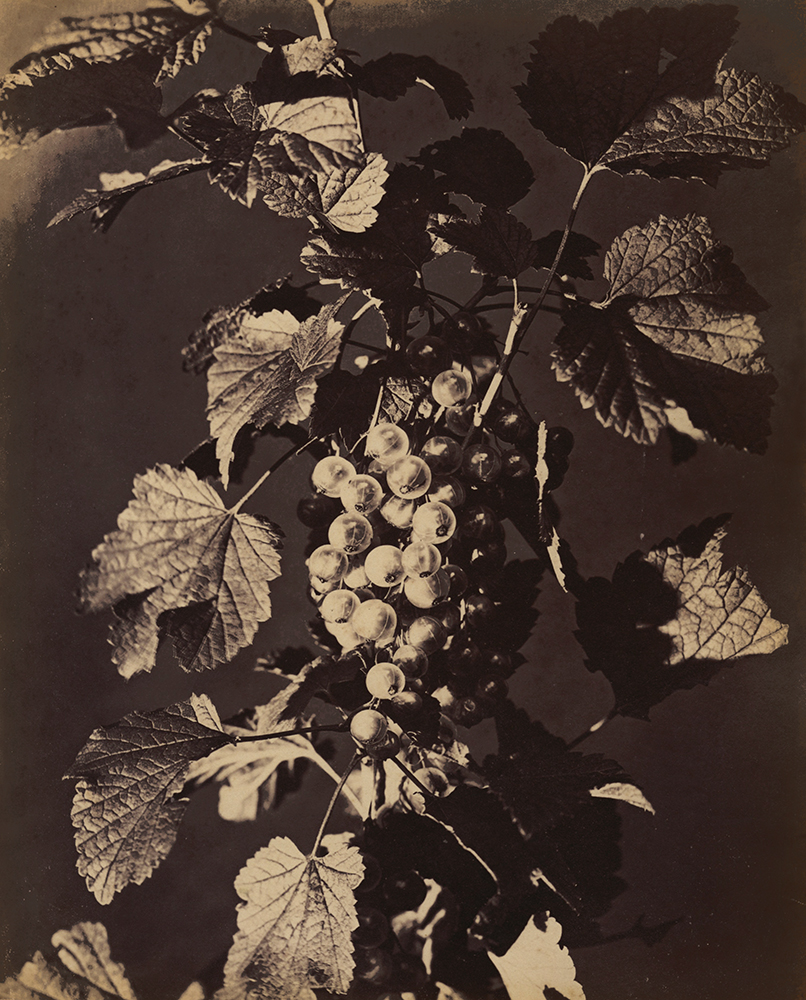 Constant Alexandre Famin - Wine Grapes Constant Alexandre Famin - Wine Grapes