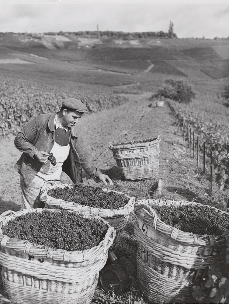 Rene-Jacques (Rene Giton) - Picking the Champagne Grapes Rene-Jacques (Rene Giton) - Picking the Champagne Grapes
