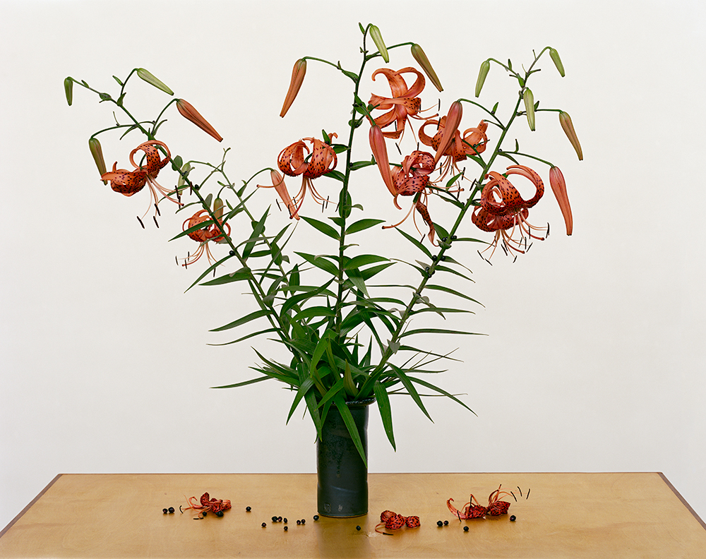 Paula Chamlee - From the series "From the Field." "Turk’s Cap Lily, 2013” Paula Chamlee - From the series "From the Field." "Turk’s Cap Lily, 2013”