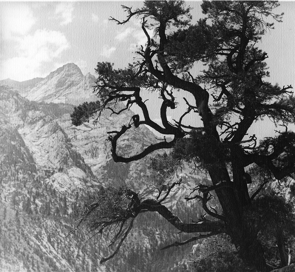William Edward Dassonville - Tree over High Sierra Mountains William Edward Dassonville - Tree over High Sierra Mountains