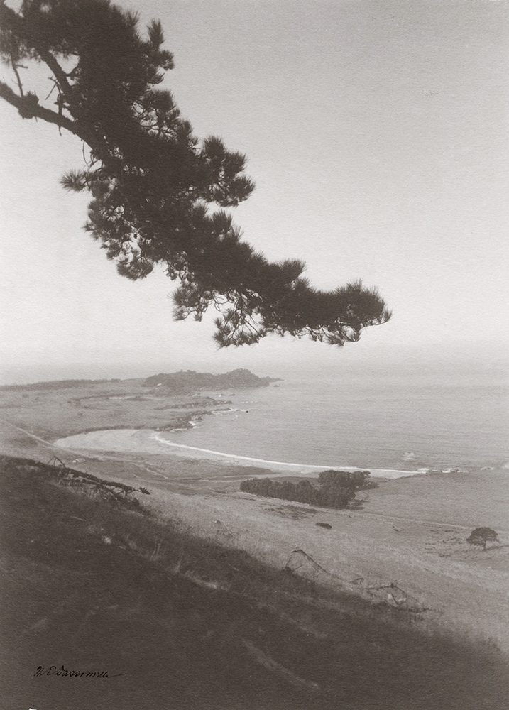 William Edward Dassonville - Tree Branch Overlooking Sea Coast William Edward Dassonville - Tree Branch Overlooking Sea Coast