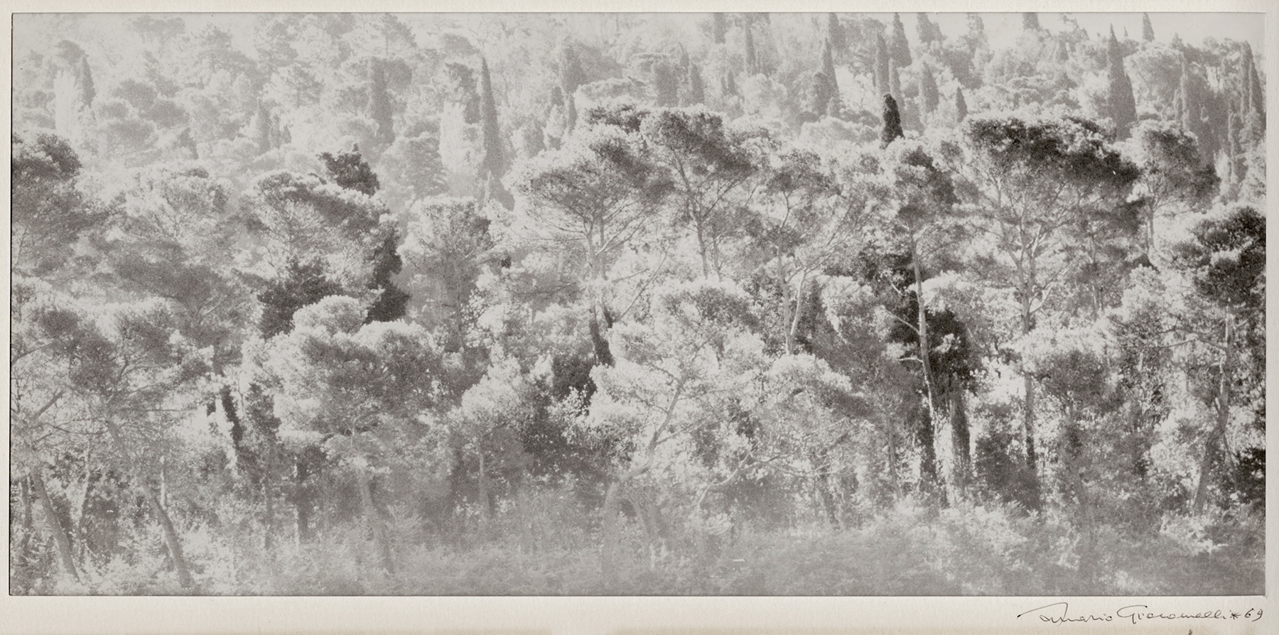 Mario Giacomelli - Pineta di Ravena (Pine Trees of Ravena, Italy)