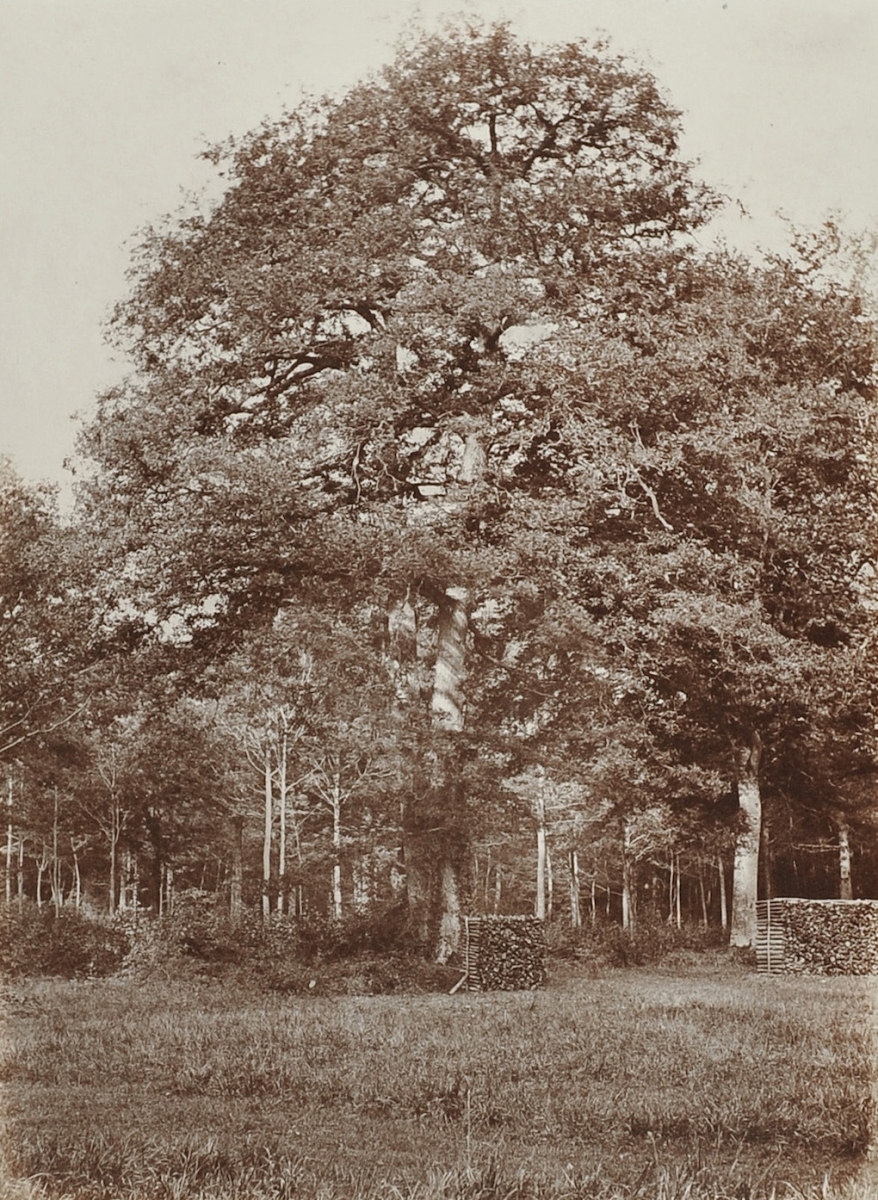 Circle of Le Secq - Study of Trees