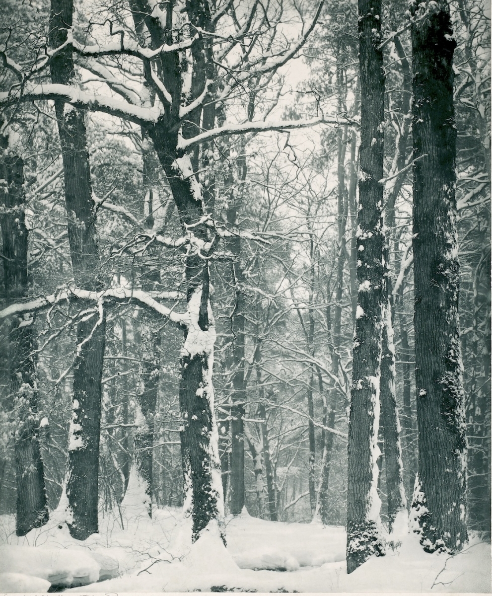 Forêt sous la Neige