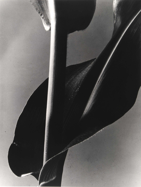 Barbara Morgan - Corn Stalk Barbara Morgan - Corn Stalk